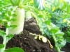 大根の栽培における病気は何がある?黒くなるのは?害虫対策も!